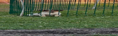Jack Russell 3