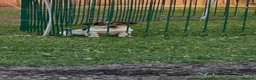 Jack Russell dogs for sale: Miniature Jack Russell terrier - Advert 3