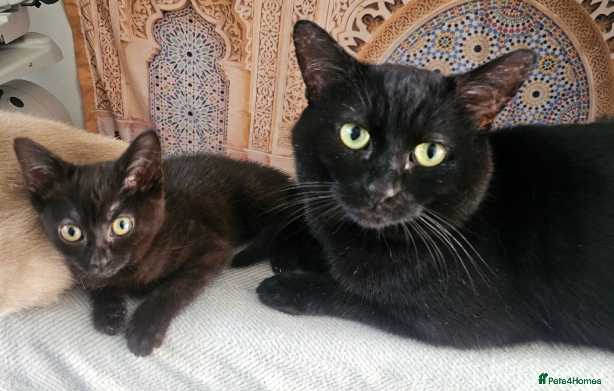 Mixed Breed cats  3 Lovely Kittens ❤️❤️😻💓  - Advert 1