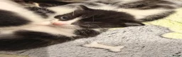 Mixed Breed cats for sale: 2 gorgeous kittens remaining  - Advert 14