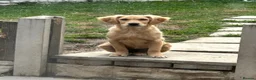 Golden Retriever dogs for sale: Stunning female golden retriever  - Advert 2