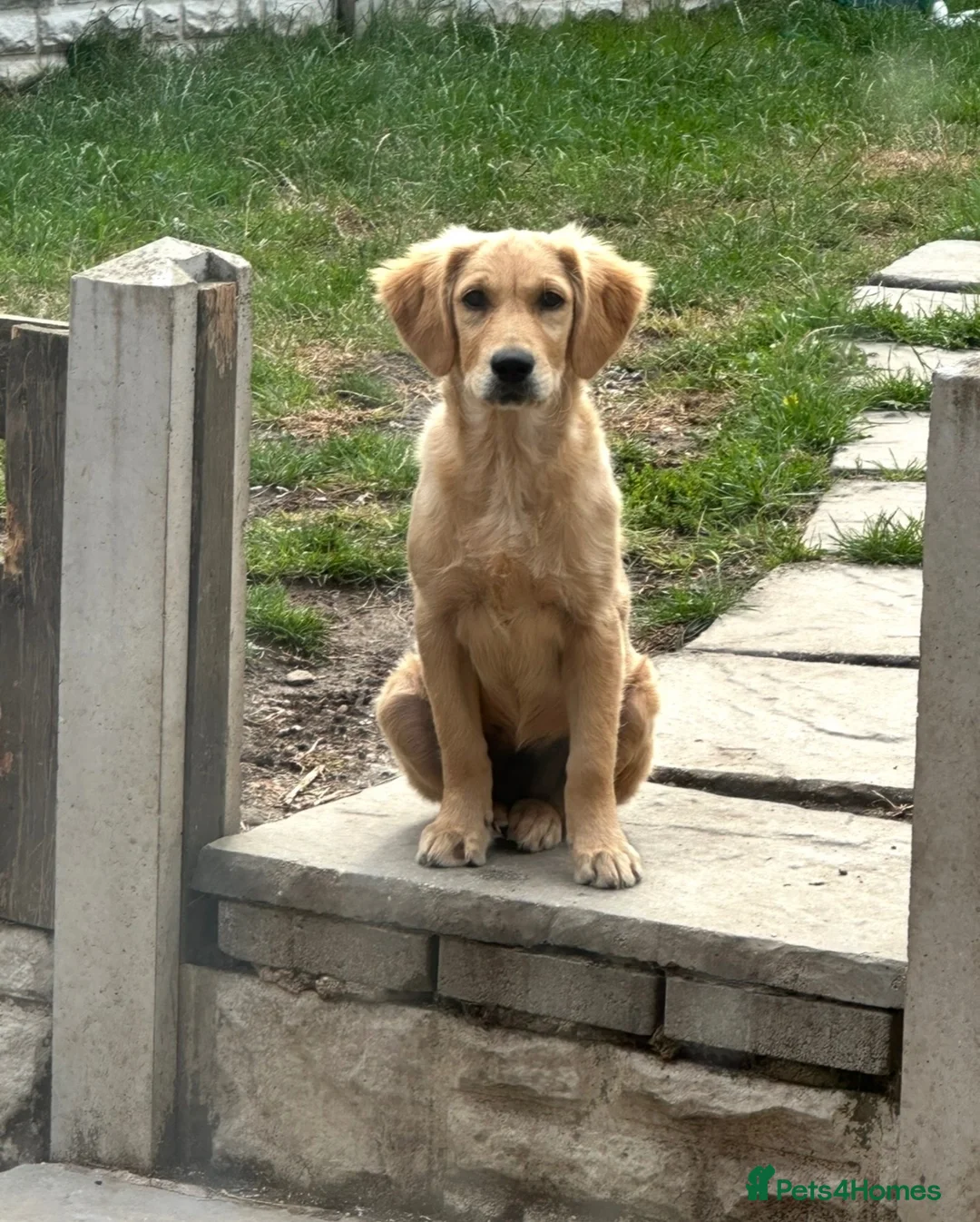 Golden Retriever dogs for sale: Stunning female golden retriever  - Advert 2