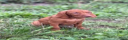 Hungarian Vizsla dogs for sale: Legally Docked KC Hungarian Vizsla Pups - Advert 8