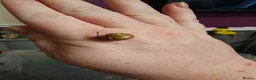 Snails invertebrates for sale: Native UK Snails bioactive tank in Barnsley - Advert 4