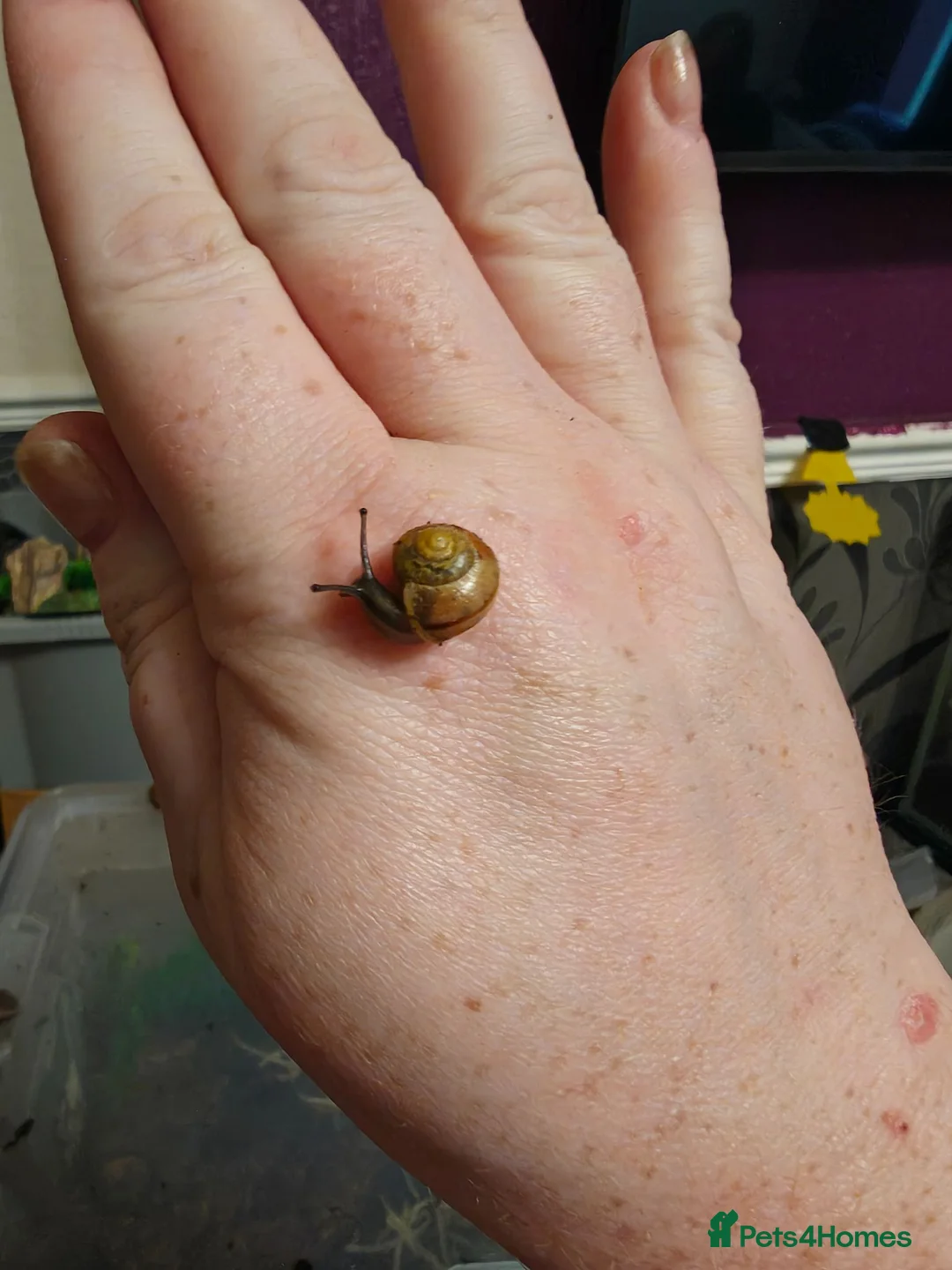 Snails invertebrates for sale: Native UK Snails bioactive tank in Barnsley - Advert 4