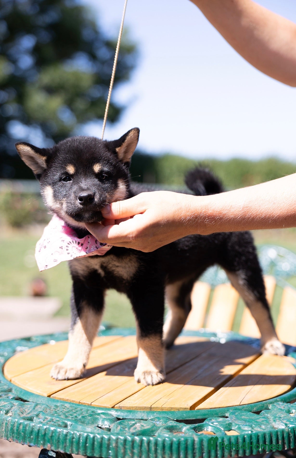 Japanese Shiba Inu dogs Outstanding original Japanese Shiba Inu girls   - Advert 1