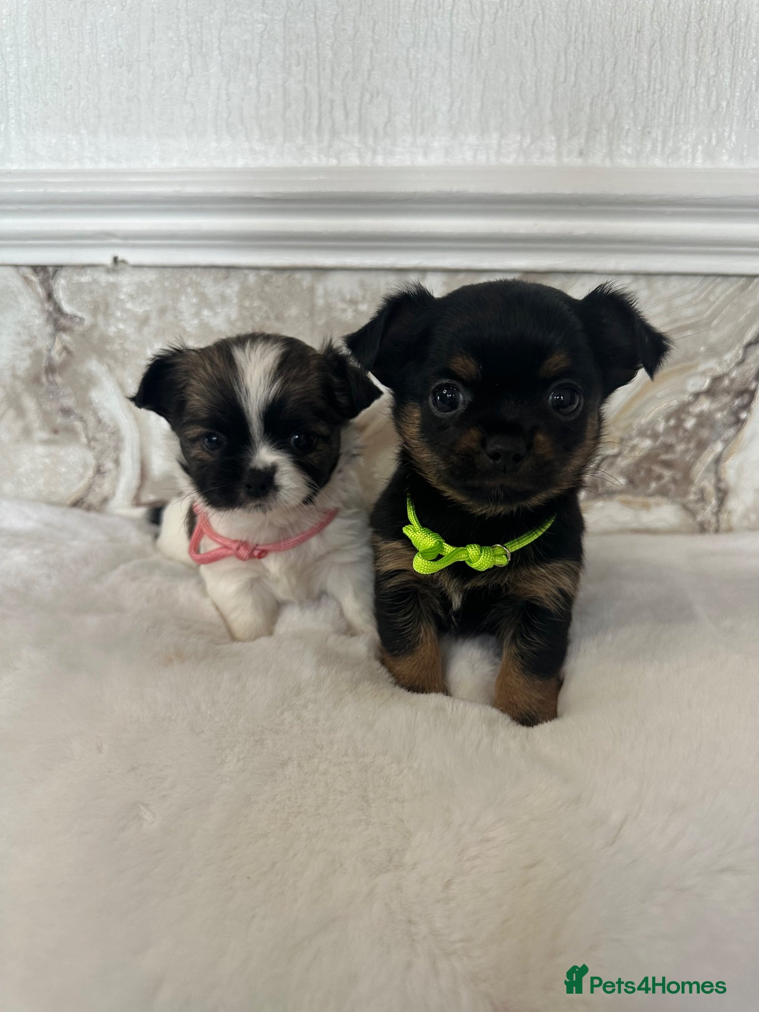 Mixed Breed dogs Jack Russell mixed Chihuahua - Advert 2