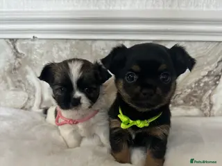 Mixed Breed dogs Jack Russell mixed Chihuahua - Advert 1