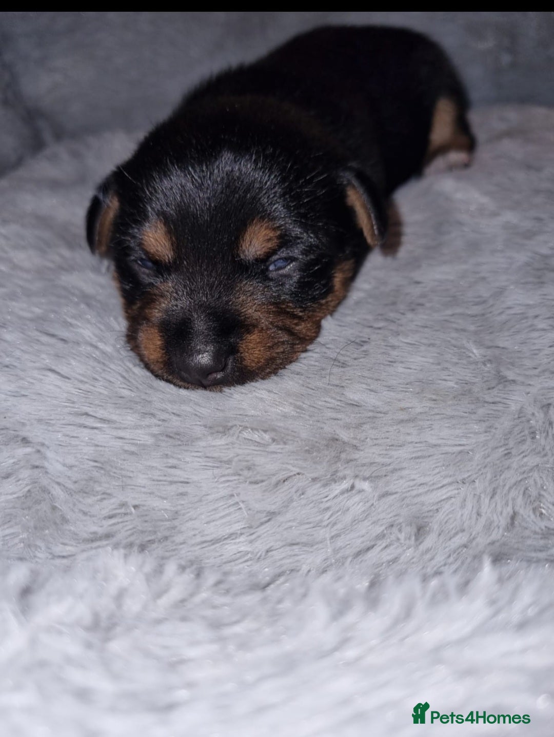 Jack Russell dogs for sale: Jack Russell Pups - Advert 8