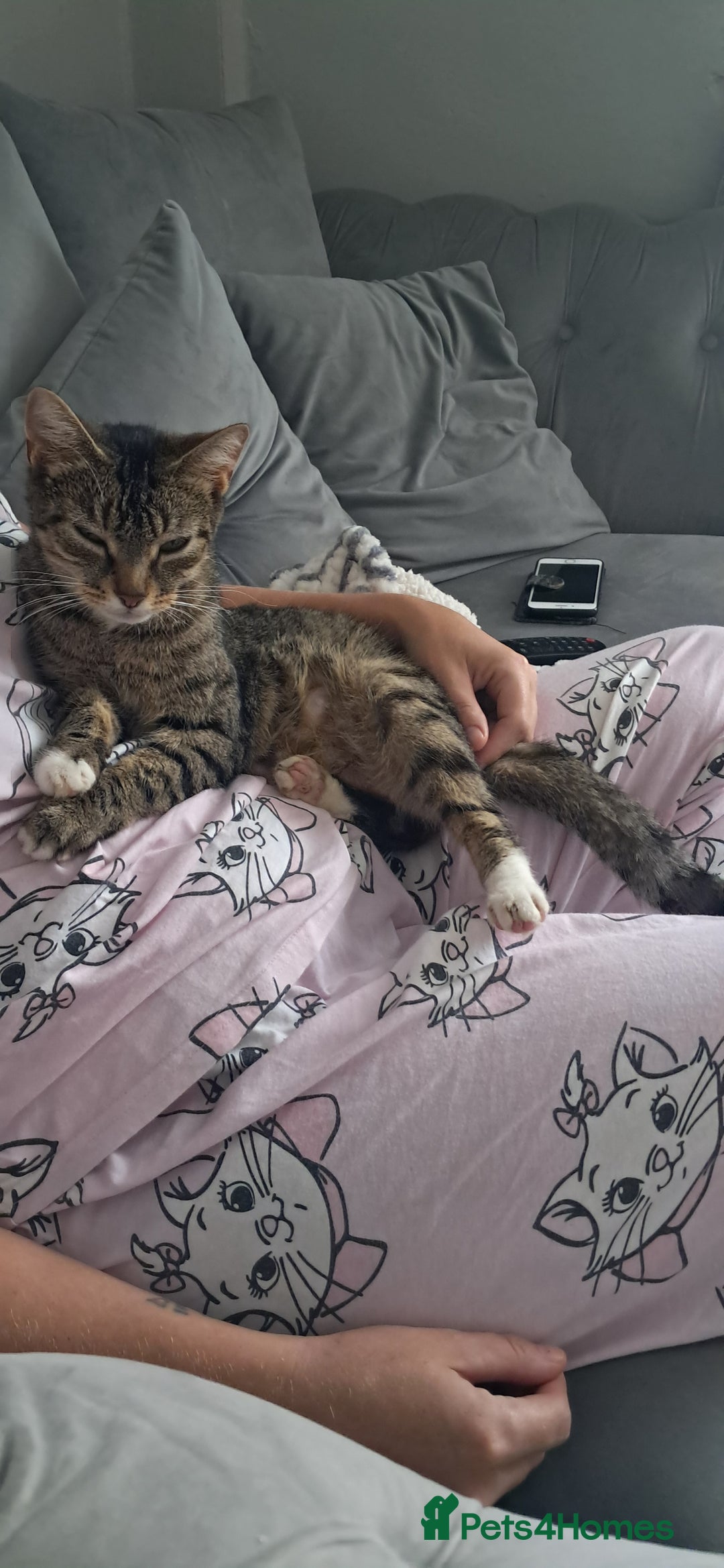 British Shorthair cats for sale: Gorgeous kittens ready now - Image 6