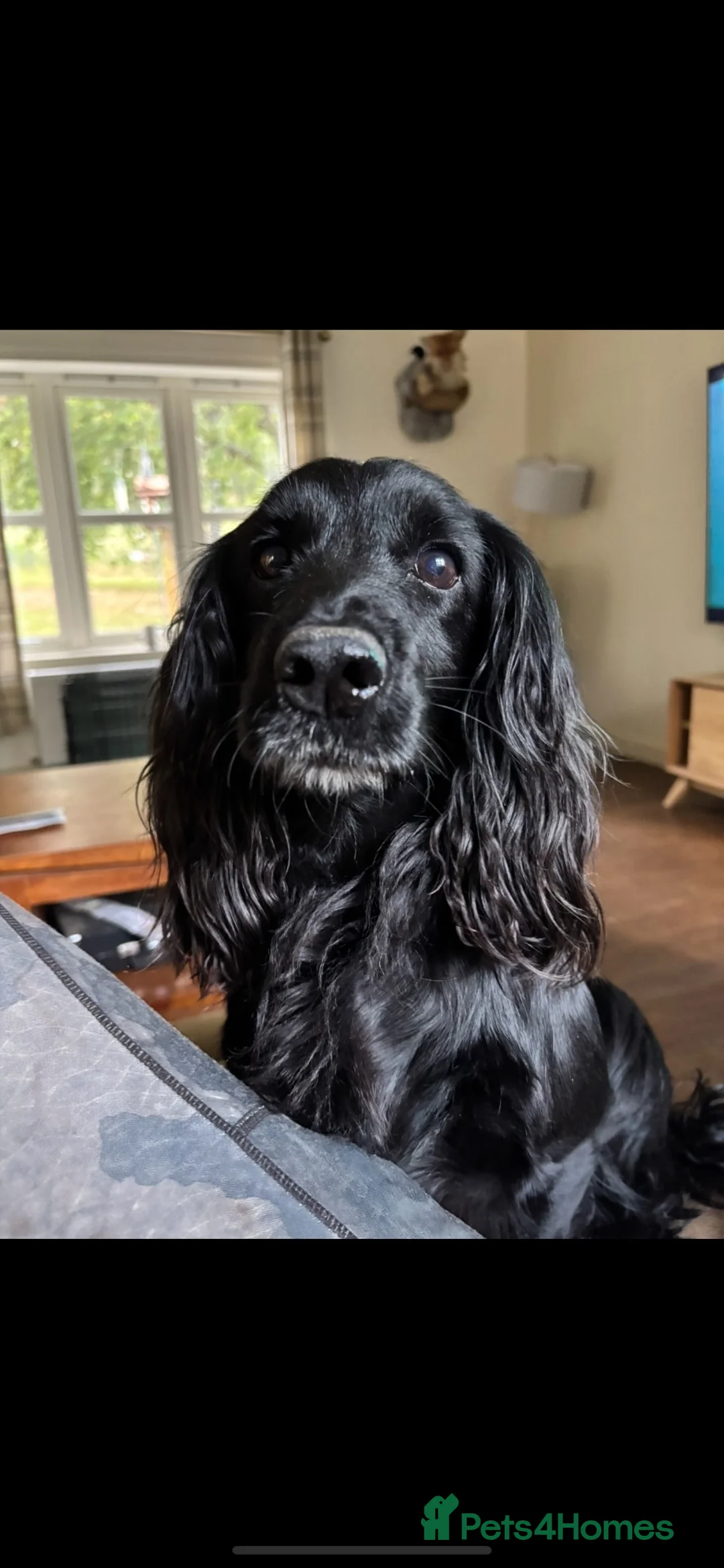 Cocker Spaniel dogs for sale: KC Reg working cocker pups - Advert 3