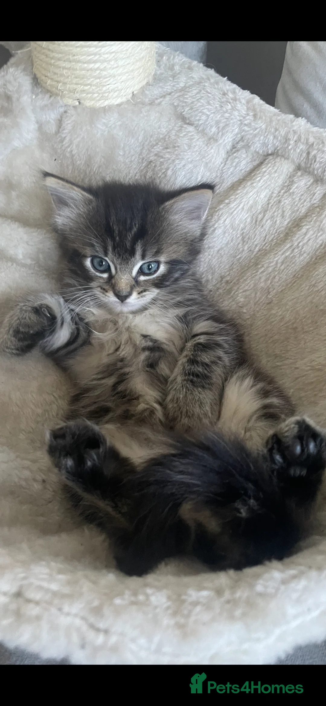 Ragdoll cats for sale: Mr male  - Advert 4