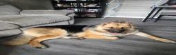 German Shepherd dogs for sale: 11 month old male German shepherd  in Lichfield - Advert 1