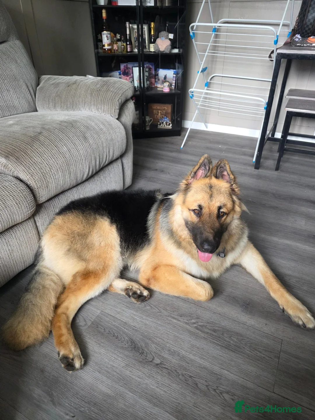 German Shepherd dogs for sale: 11 month old male German shepherd  in Lichfield - Advert 1