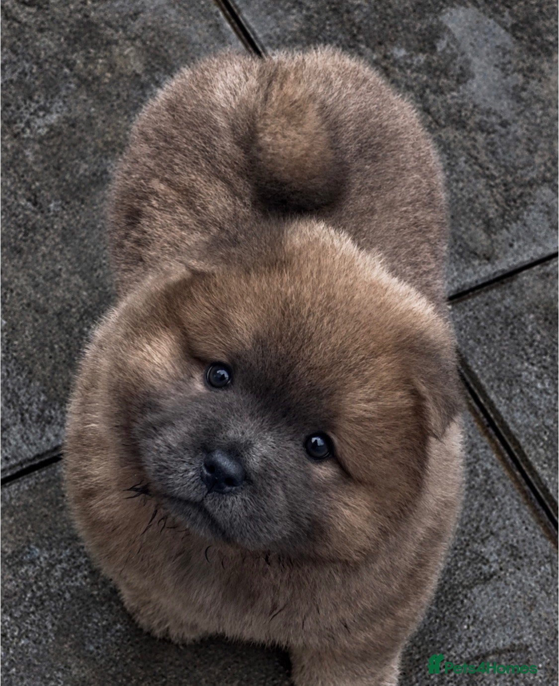 Chow Chow dogs Wyvernwest have 2 stunning boys available   - Advert 3