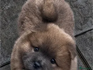 Chow Chow dogs Wyvernwest have 2 stunning boys available - Advert 5