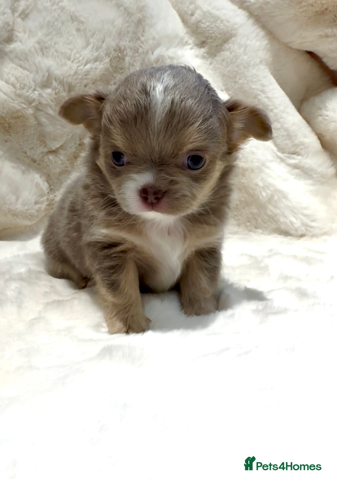 Chihuahua dogs for sale: QUALITY LONG COAT KC CHIHUAHUA PUPPIES  - Advert 9