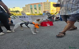 Staffordshire Bull Terrier dogs for adoption: Daizy- dog, child, stranger friendly! - Advert 5