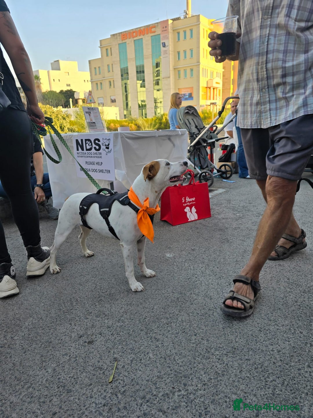 Staffordshire Bull Terrier dogs for adoption: Daizy- dog, child, stranger friendly! - Advert 5