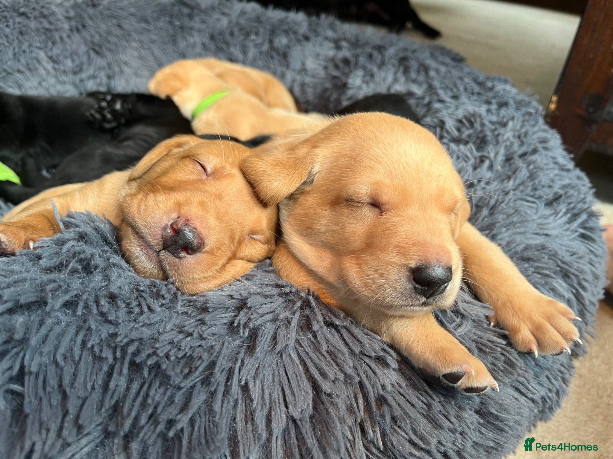 Labrador Retriever dogs Totally adorable, healthy and great line puppies - Advert 1