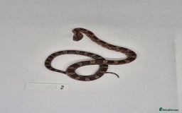 Corn Snake reptiles for sale: Corn snake hatchlings  - Image 3