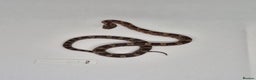 Corn Snake reptiles for sale: Corn snake hatchlings  - Advert 2