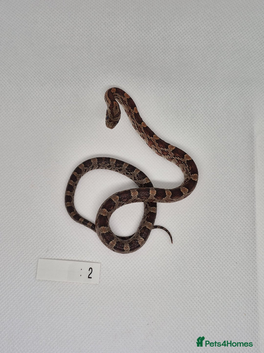 Corn Snake reptiles for sale: Corn snake hatchlings  - Image 3