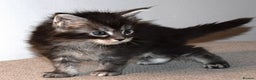 Maine Coon cats for sale: Maine Coon kittens - Beautiful and cheeky  - Advert 12