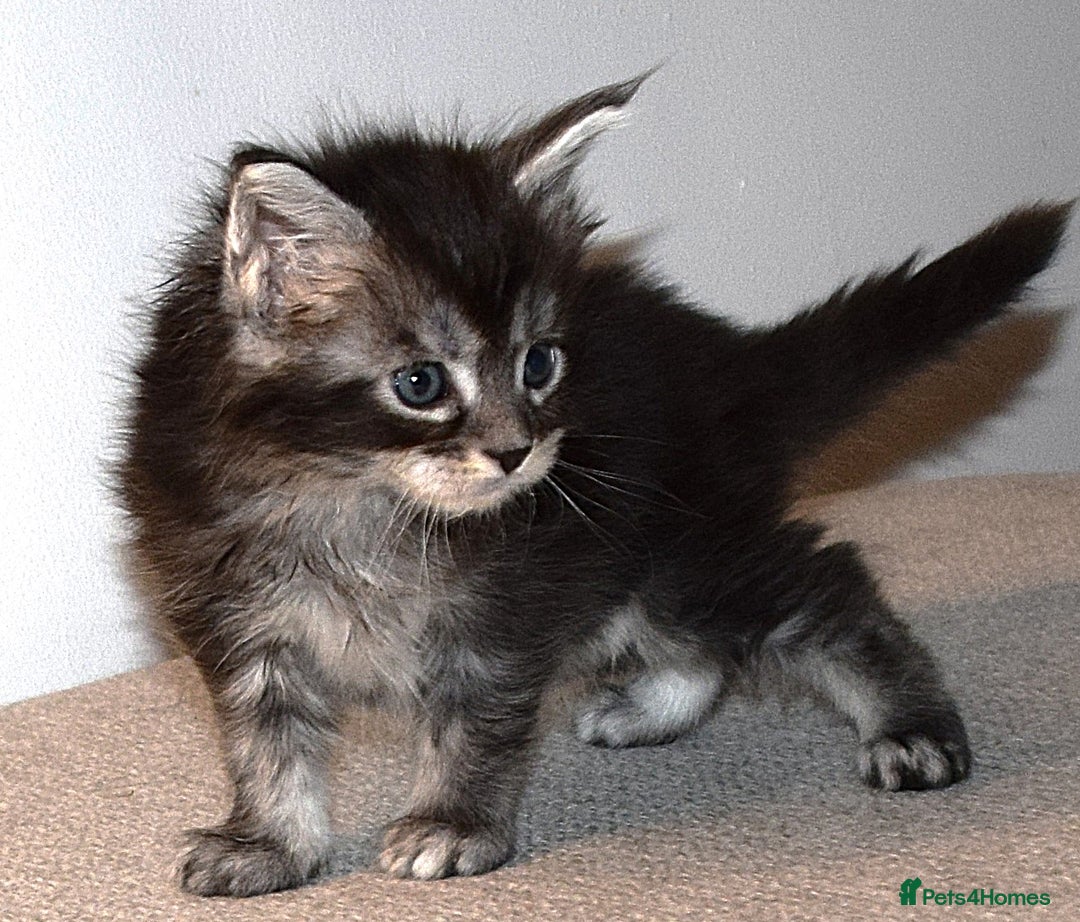 Maine Coon cats for sale: Maine Coon kittens - Beautiful and cheeky  - Advert 12