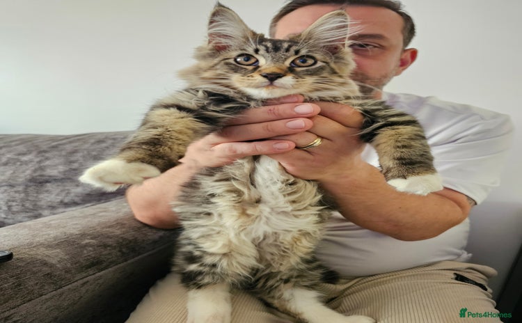 Maine Coon cats - Advert 1