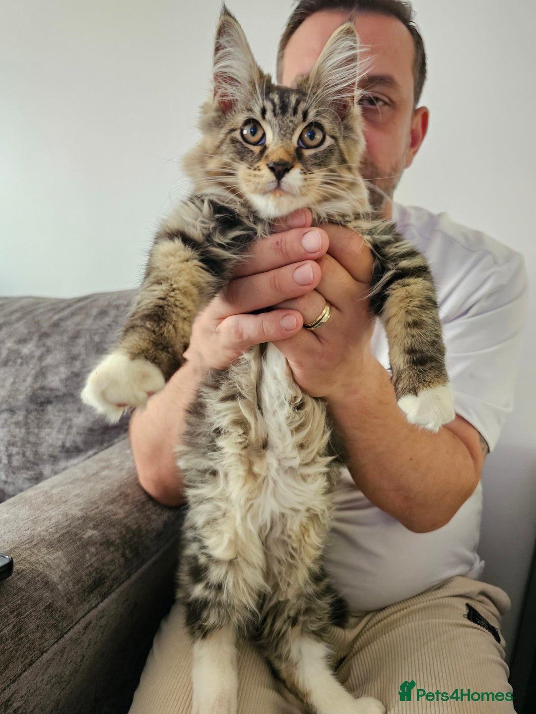 Maine Coon cats for sale: Maine Coon × Siberian  - Image 1