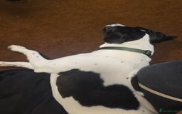 Mixed Breed dogs for sale: Gorgeous Small to medium mix breed male  - Image 3