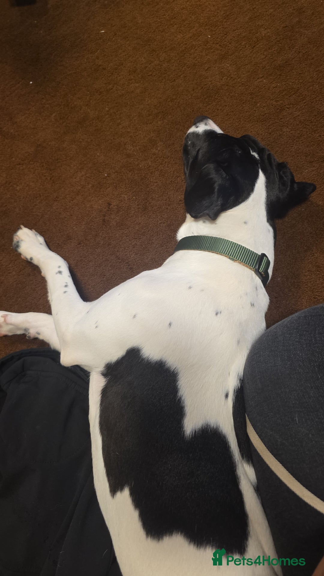 Mixed Breed dogs for sale: Gorgeous Small to medium mix breed male  - Image 3
