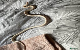 Corn Snake reptiles for sale: Snow Corn snake - Image 4