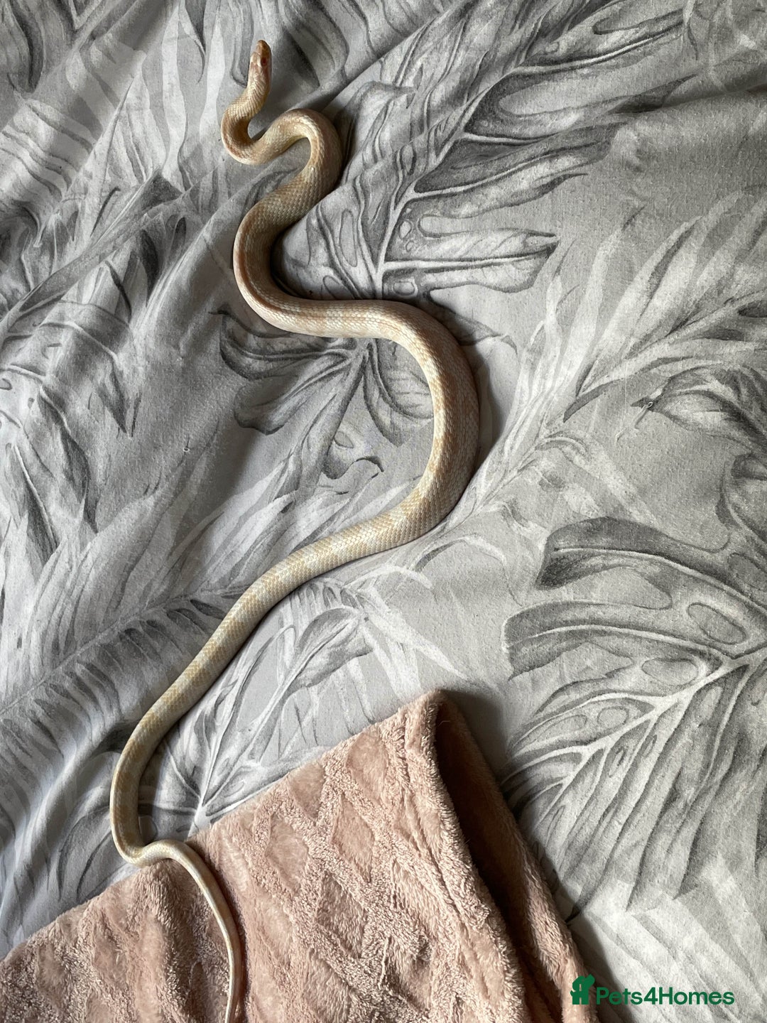 Corn Snake reptiles for sale: Snow Corn snake - Image 4