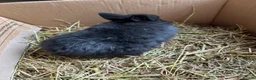 Mixed Breed rabbits for sale: Baby rabbits  - Advert 2