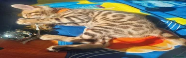 Bengal Kitten 2