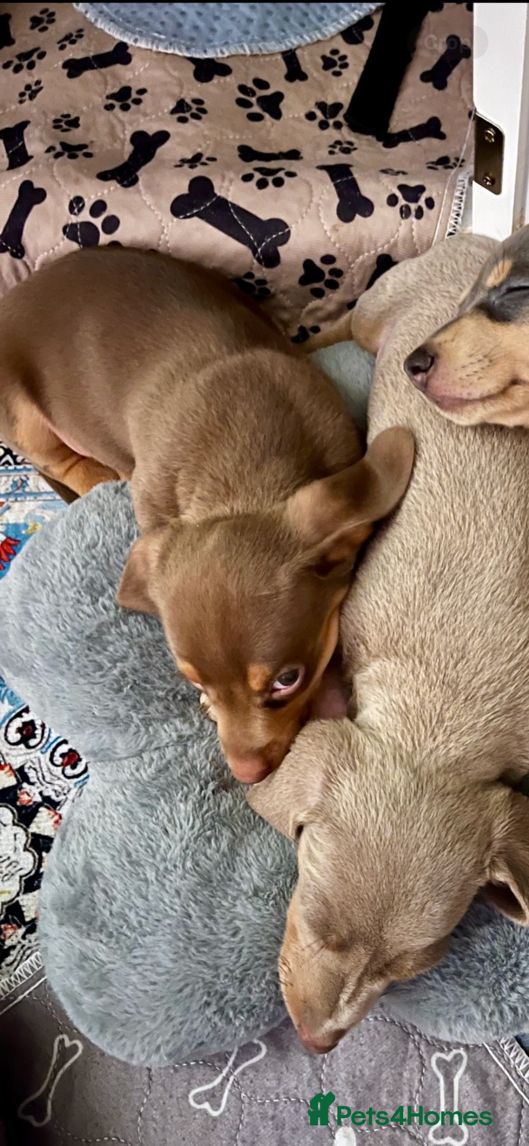 Miniature Dachshund dogs for sale: Beautiful litter of KC reg miniature dachunds  - Image 2