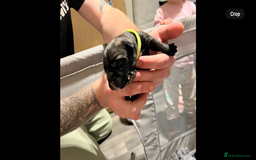 Cane Corso dogs for sale: Litter of 10 cane corso puppies family reared  - Advert 8