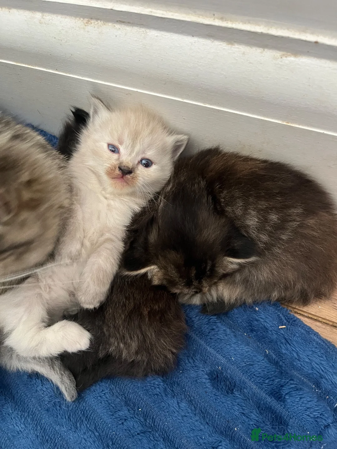 Mixed Breed cats for sale: Ragdoll cross kittens  - Advert 2