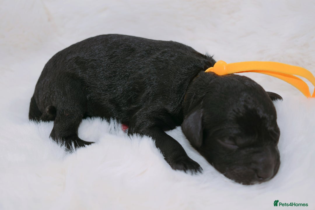 Cavapoo dogs for sale: Extensively health tested F1b curly Cavapoos  - Image 17
