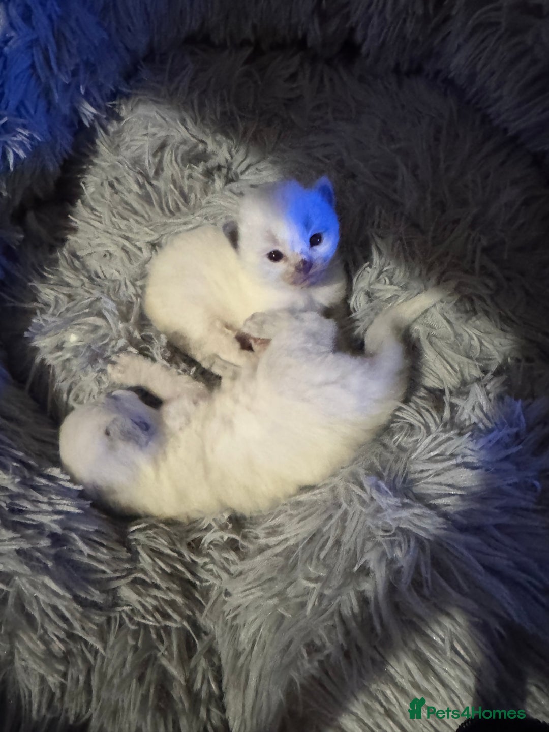 Ragdoll cats for sale: Gccf registered blue mitted ragdoll - Advert 7