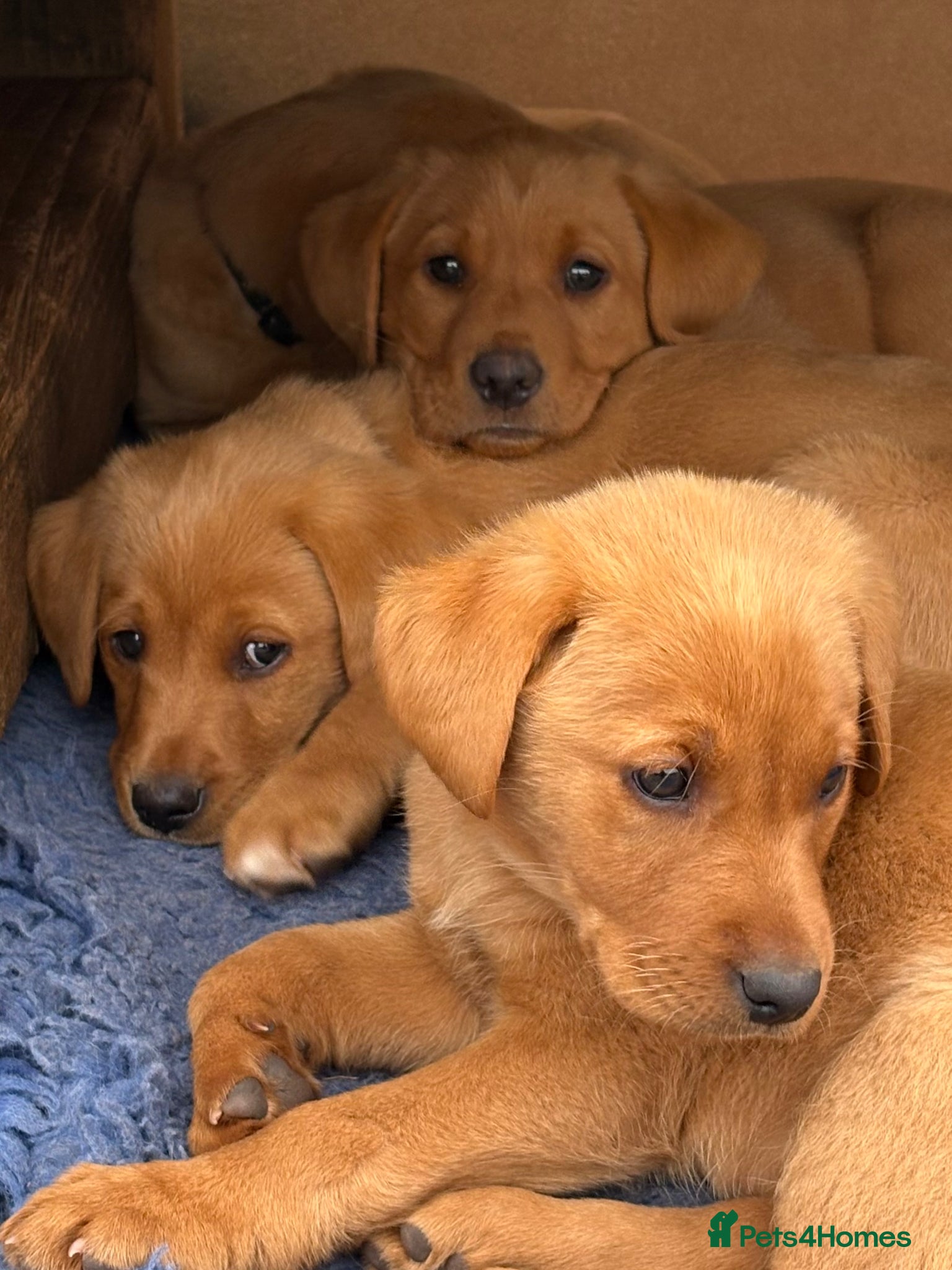 Labrador Retriever dogs Gorgeous KC  Fox Red pups for sale - Advert 1