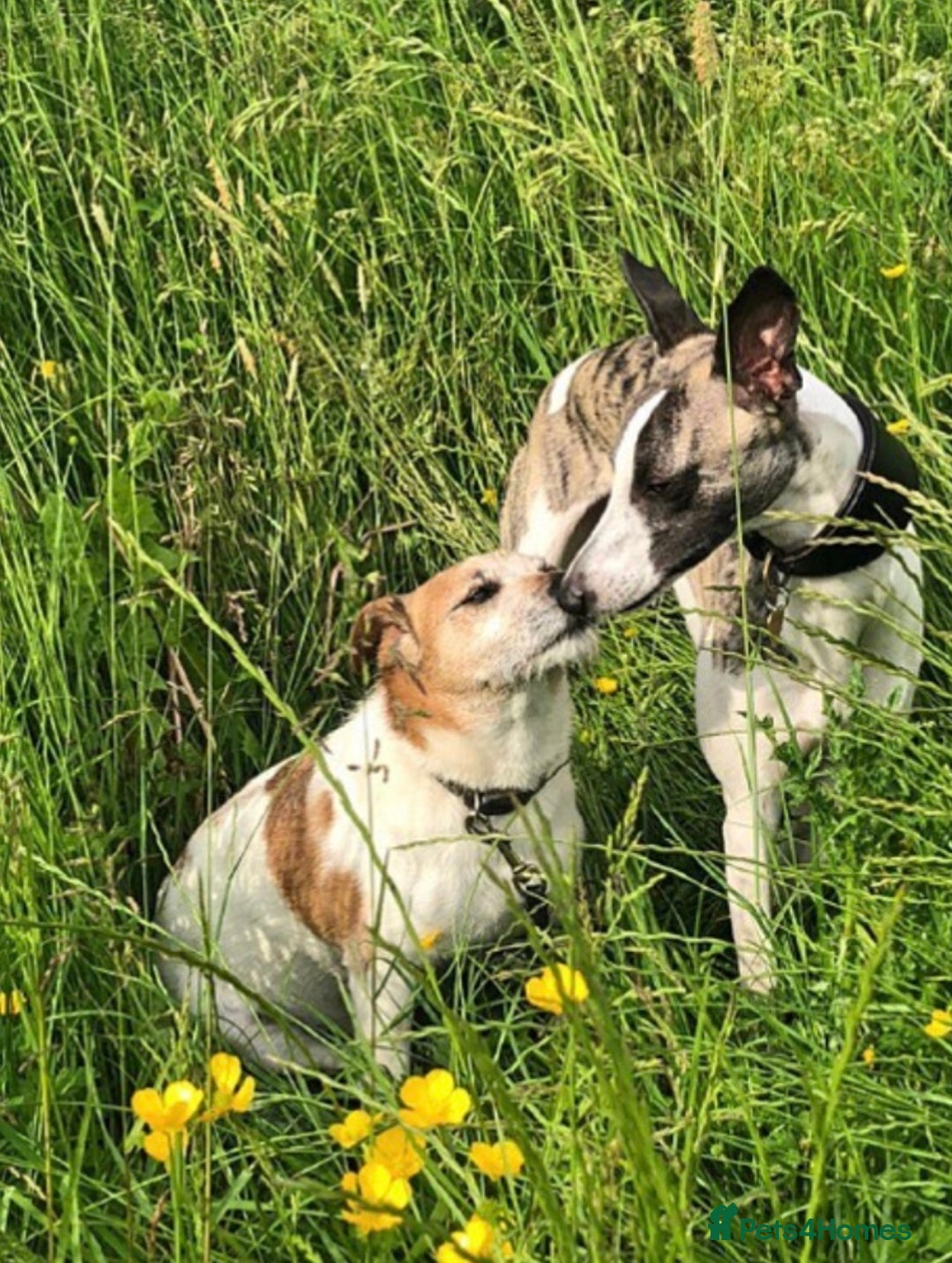 Whippet dogs for sale: Whippet  - Image 8