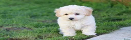 Cavapoochon dogs for sale: Beautiful Cavapoochon puppies for sale - Advert 38