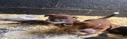 Mixed Breed dogs for sale: Terrier x collie pups  in Stockton-on-Tees - Advert 6
