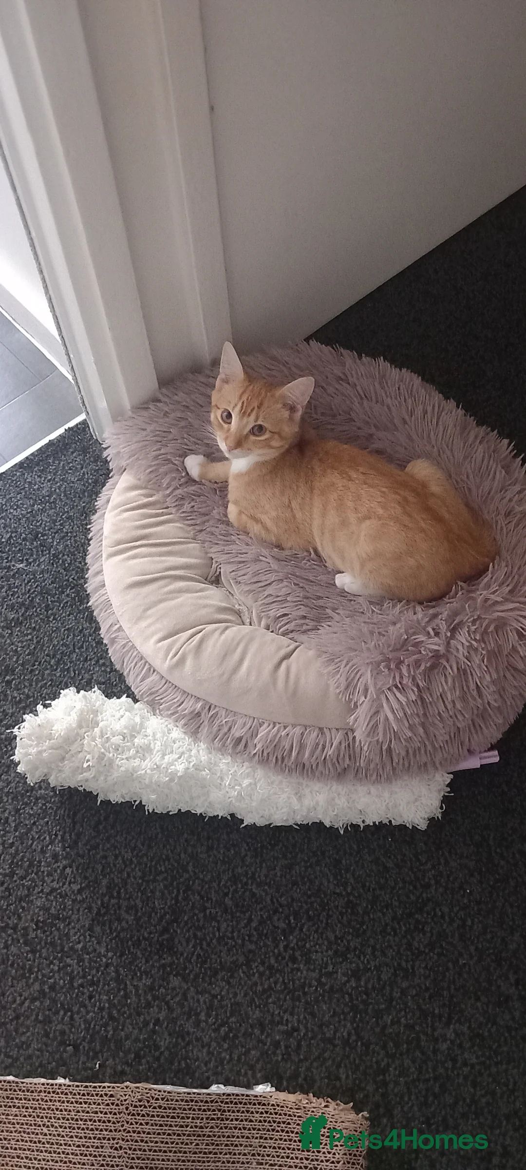 Mixed Breed cats for sale: Ginger kittens - Advert 2