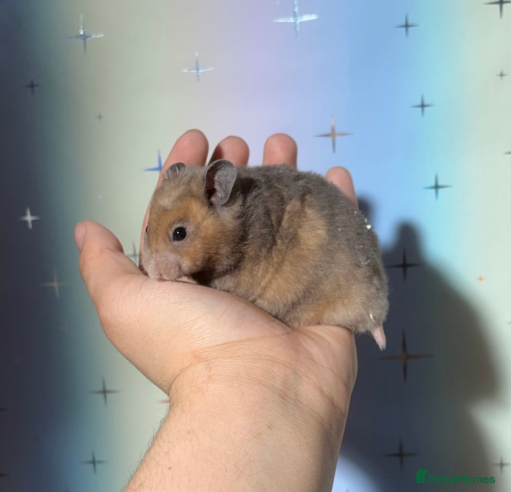 Hamster rodents BABY TAME PEDIGREE SYRIAN HAMSTERS  - Advert 2