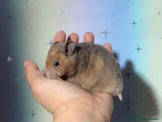 Hamster rodents BABY TAME PEDIGREE SYRIAN HAMSTERS - Advert 2