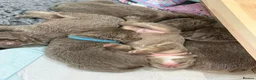 French Bulldog dogs for stud: ⚡️PROVEN STUD⚡️NEW SHADE ISABELLE FLUFFY FRENCHIE - Advert 24